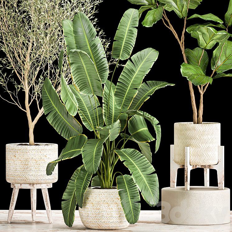 Collection of plants in white baskets with Ficus Lirata and Olive trees Strelitzia banana. Set 1017. 3DS Max - thumbnail 2