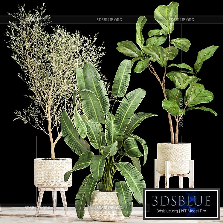 Collection of plants in white baskets with Ficus Lirata and Olive trees Strelitzia banana. Set 1017. 3DS Max - thumbnail 3