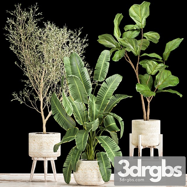 Collection of plants in white baskets with ficus lirata and olive trees, strelitzia, banana. set 1017. - thumbnail 1