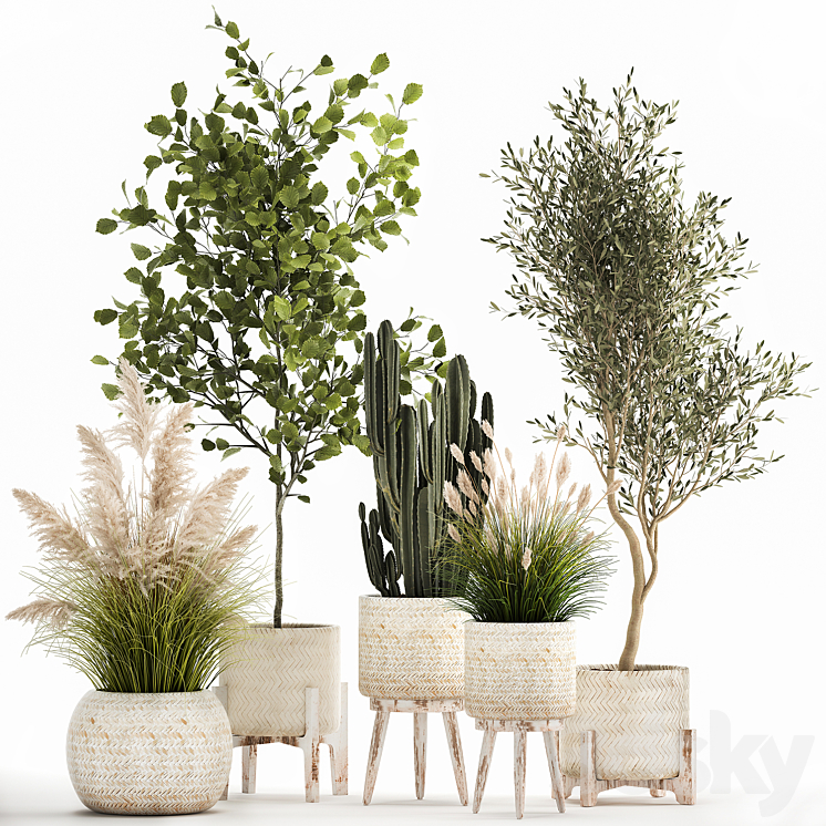 Collection of plants in white baskets with pampas grass tree olive cactus Cereus hazel hazel. Set 1035. 3DS Max Model - thumbnail 3