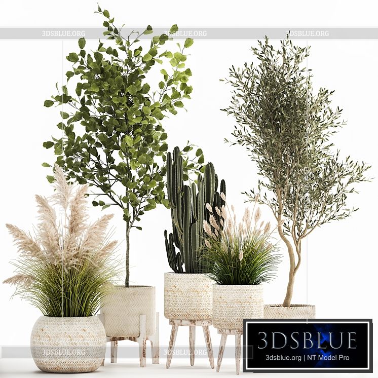 Collection of plants in white baskets with pampas grass tree olive cactus Cereus hazel hazel. Set 1035. 3DS Max - thumbnail 3