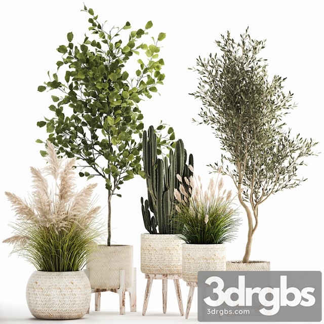 Collection of plants in white baskets with pampas grass, tree, olive, cactus, cereus, hazel, hazel. set 1035. - thumbnail 1