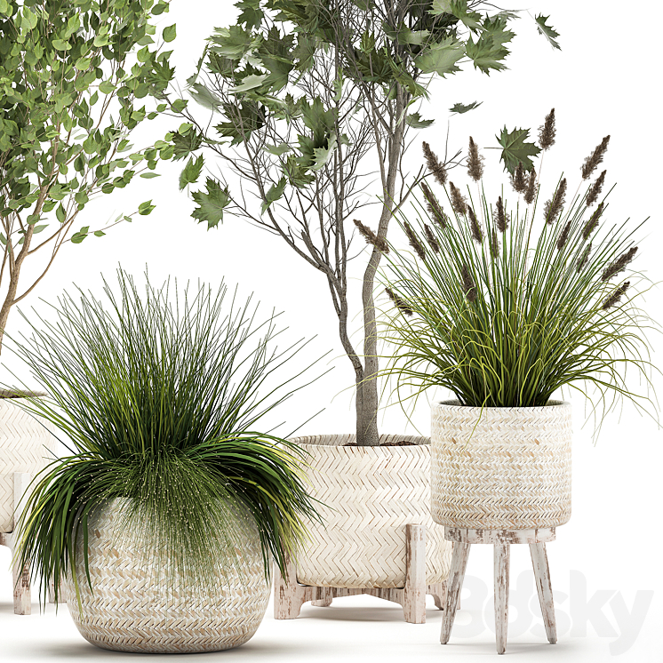 Collection of plants in white baskets with Trees vine bushes Sycamore Maple. Set 1047. 3DS Max Model - thumbnail 2