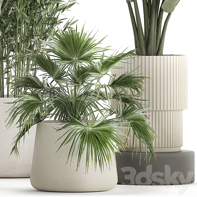 Collection of plants in white flower pots with Banana palm ravenala fern bamboo. set 1352 3DS Max Model - thumbnail 2