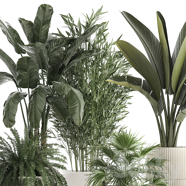 Collection of plants in white flower pots with Banana palm ravenala fern bamboo. set 1352 3DS Max Model - thumbnail 3