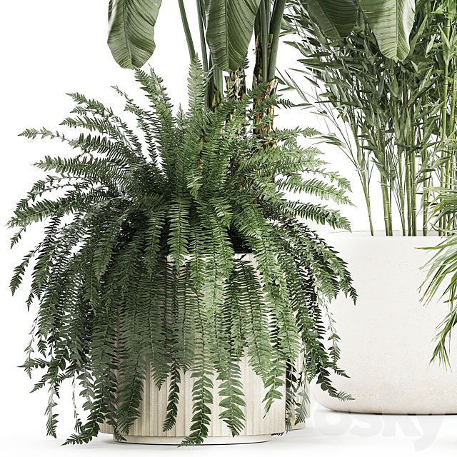 Collection of plants in white flower pots with Banana palm ravenala fern bamboo. set 1352 3DS Max Model - thumbnail 4