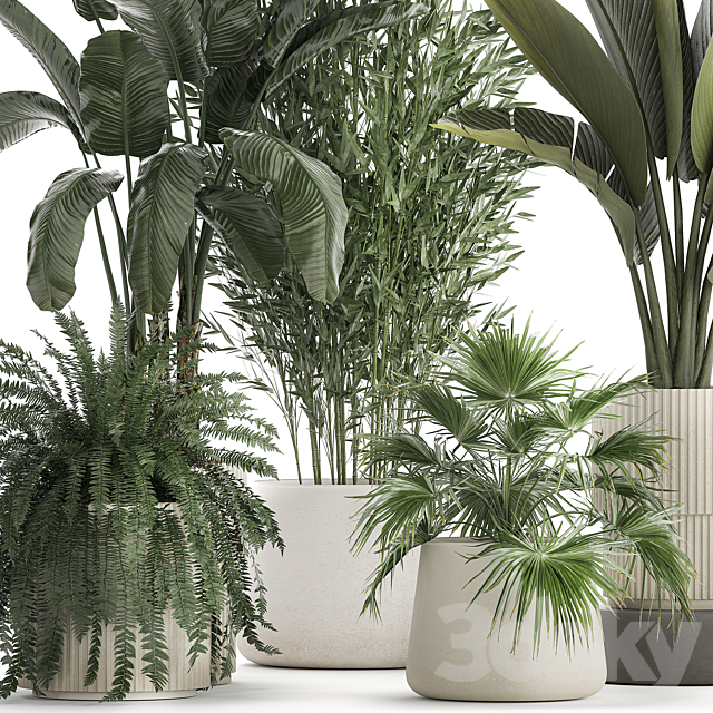 Collection of plants in white flower pots with Banana palm ravenala fern bamboo. set 1352 3DS Max Model - thumbnail 5