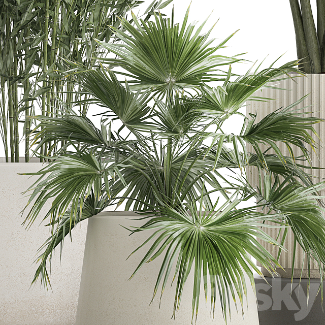 Collection of plants in white flower pots with Banana palm ravenala fern bamboo. set 1352 3DS Max Model - thumbnail 6