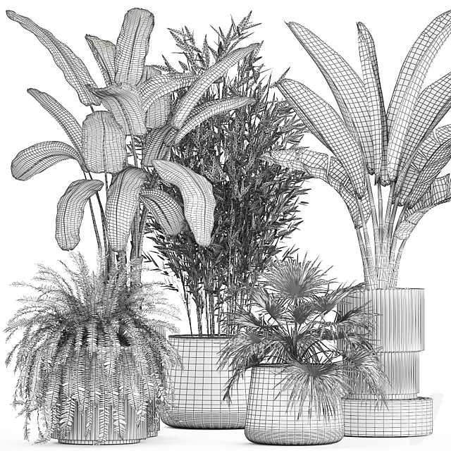 Collection of plants in white flower pots with Banana palm ravenala fern bamboo. set 1352 3DS Max Model - thumbnail 7