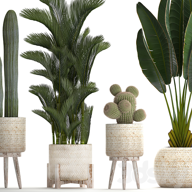 Collection of plants in white modern baskets with Cacti and banana palm dipsis carnegie strelitzia. Set 426. 3DS Max Model - thumbnail 2