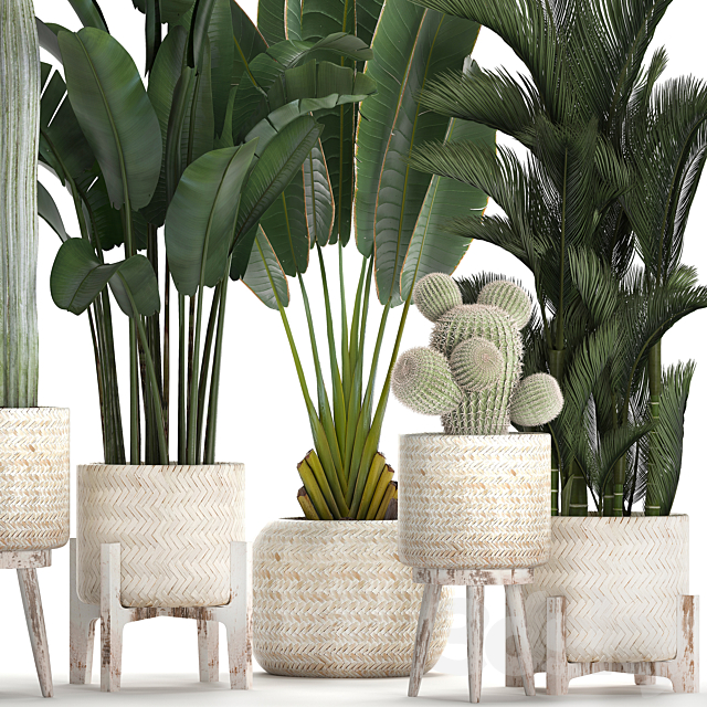 Collection of plants in white modern baskets with Cacti and banana palm dipsis carnegie strelitzia. Set 426. 3DS Max Model - thumbnail 3