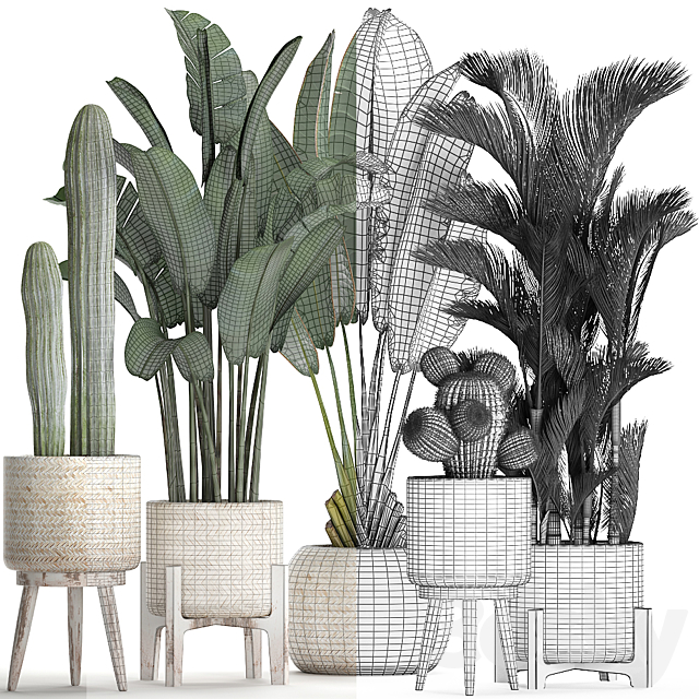 Collection of plants in white modern baskets with Cacti and banana palm dipsis carnegie strelitzia. Set 426. 3DS Max Model - thumbnail 4