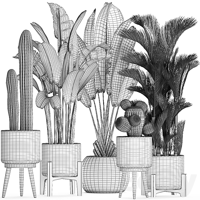 Collection of plants in white modern baskets with Cacti and banana palm dipsis carnegie strelitzia. Set 426. 3DS Max Model - thumbnail 5