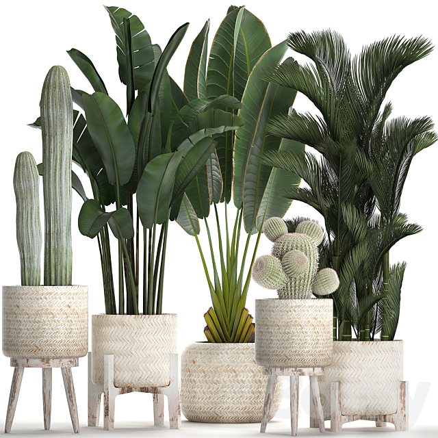 Collection of plants in white modern baskets with Cacti and banana palm. dipsis. carnegie. strelitzia. Set 426. 3DSMax File - thumbnail 1