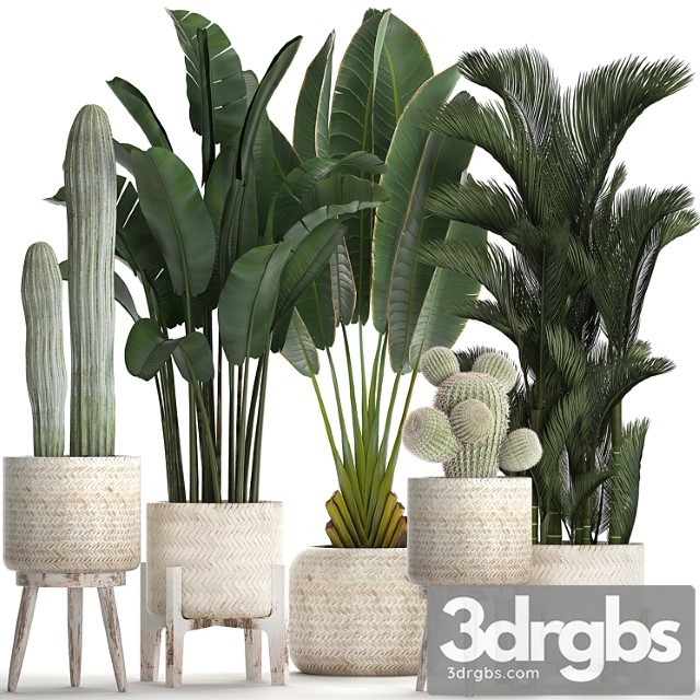 Collection of plants in white modern baskets with cacti and banana palm, dipsis, carnegie, strelitzia. set 426. - thumbnail 1