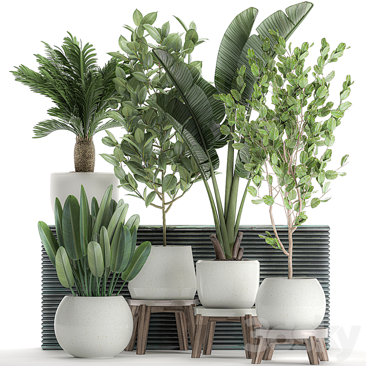 Collection of plants in white pots with a tree Strelitzia Cicada banana palm ficus. Set 626. 3DS Max - thumbnail 1