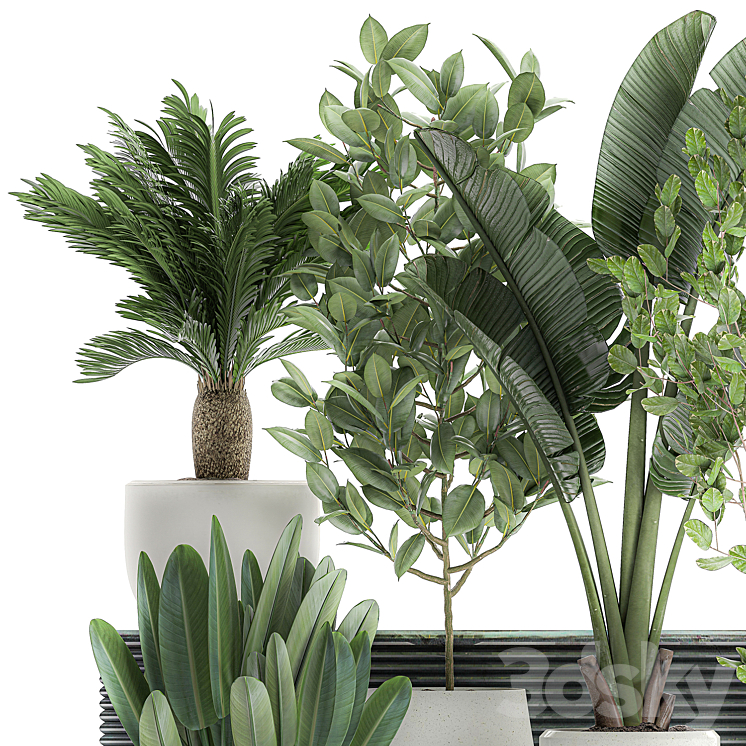 Collection of plants in white pots with a tree Strelitzia Cicada banana palm ficus. Set 626. 3DS Max - thumbnail 2