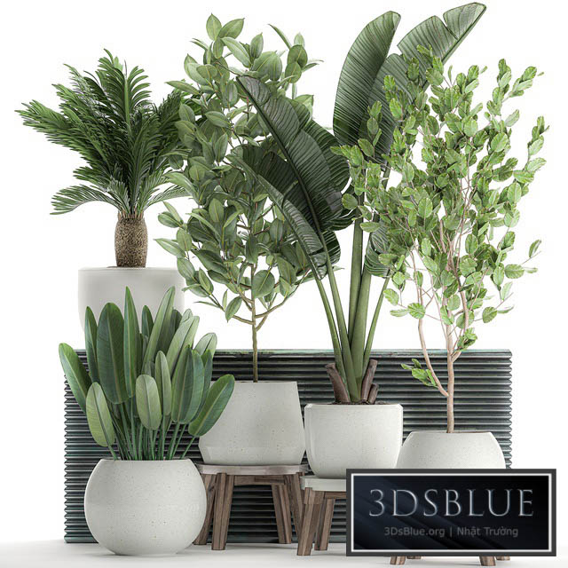 Collection of plants in white pots with a tree Strelitzia Cicada banana palm ficus. Set 626. 3DS Max - thumbnail 3