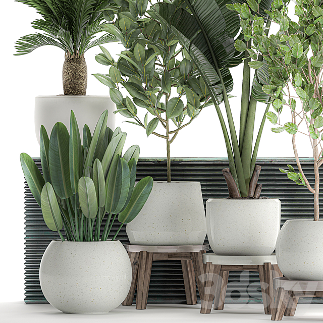 Collection of plants in white pots with a tree. Strelitzia. Cicada. banana palm. ficus. Set 626. 3DSMax File - thumbnail 3