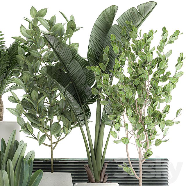 Collection of plants in white pots with a tree. Strelitzia. Cicada. banana palm. ficus. Set 626. 3DSMax File - thumbnail 4