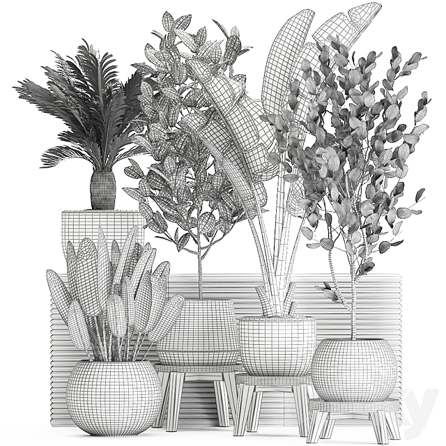 Collection of plants in white pots with a tree. Strelitzia. Cicada. banana palm. ficus. Set 626. 3DSMax File - thumbnail 5