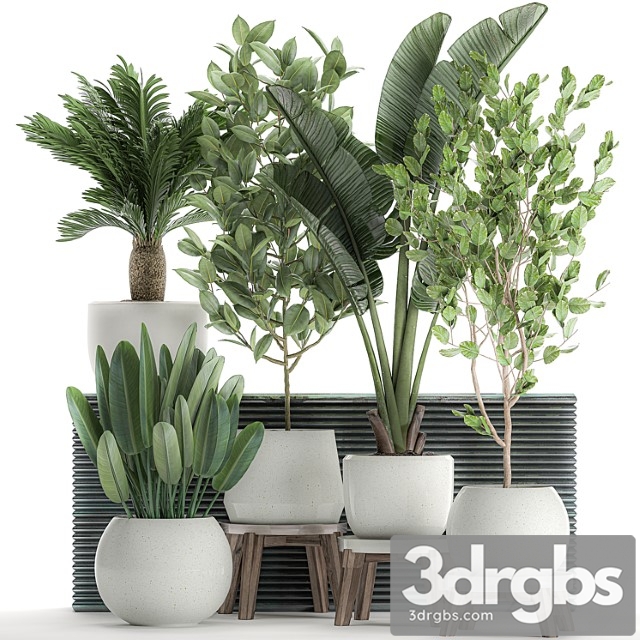 Collection of plants in white pots with a tree, strelitzia, cicada, banana palm, ficus. set 626. - thumbnail 1