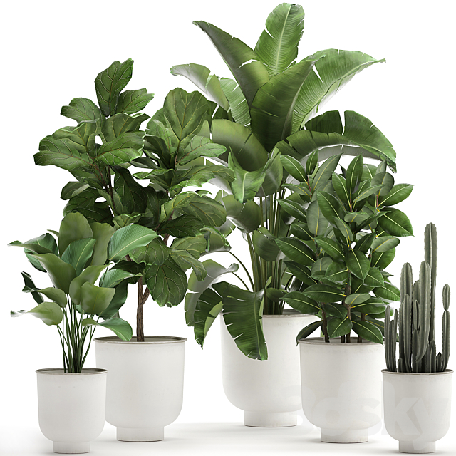 Collection of plants in white pots with banana palm. ficus tree. Strelitzia. Set 906. 3DSMax File - thumbnail 1