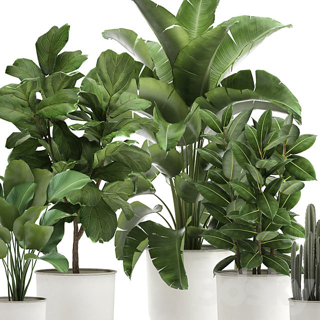 Collection of plants in white pots with banana palm. ficus tree. Strelitzia. Set 906. 3DSMax File - thumbnail 2