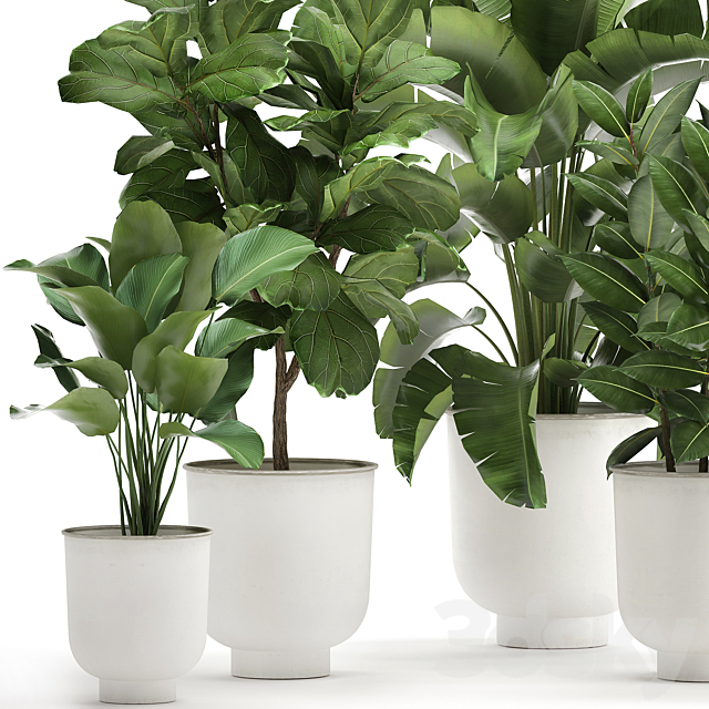 Collection of plants in white pots with banana palm. ficus tree. Strelitzia. Set 906. 3DSMax File - thumbnail 3