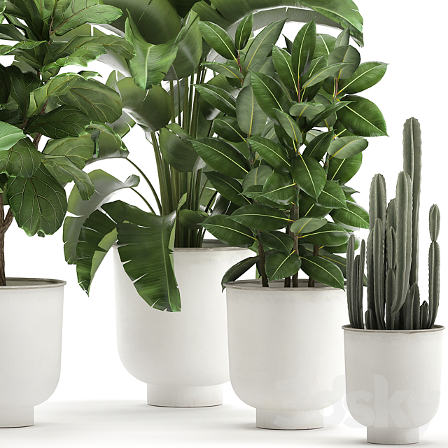 Collection of plants in white pots with banana palm. ficus tree. Strelitzia. Set 906. 3DSMax File - thumbnail 4