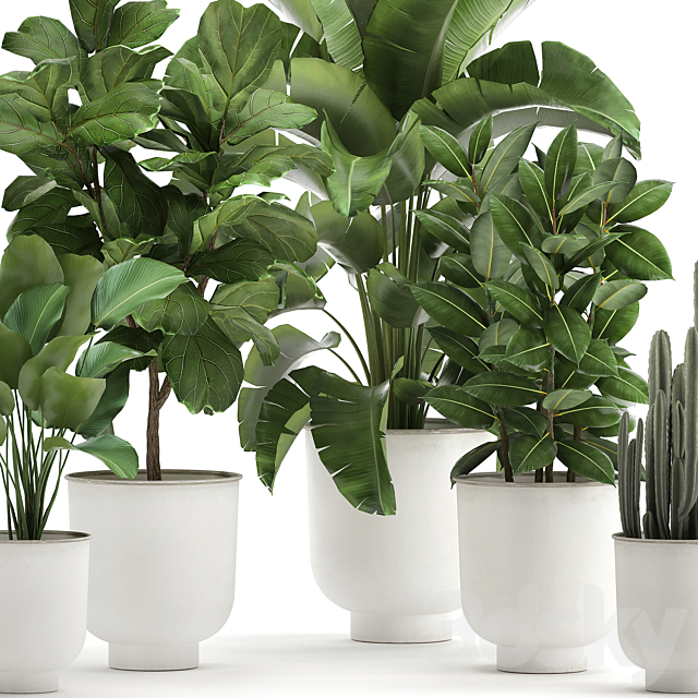 Collection of plants in white pots with banana palm. ficus tree. Strelitzia. Set 906. 3DSMax File - thumbnail 5