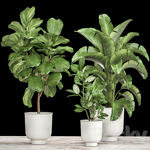 Collection of plants in white pots with Ficus lyrata and Strelitzia trees banana. Set 1018. 3ds Max - thumbnail 1