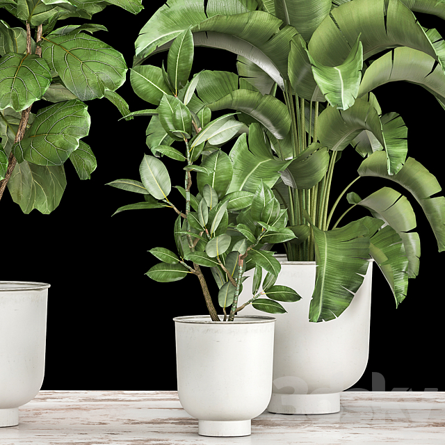 Collection of plants in white pots with Ficus lyrata and Strelitzia trees banana. Set 1018. 3ds Max - thumbnail 3