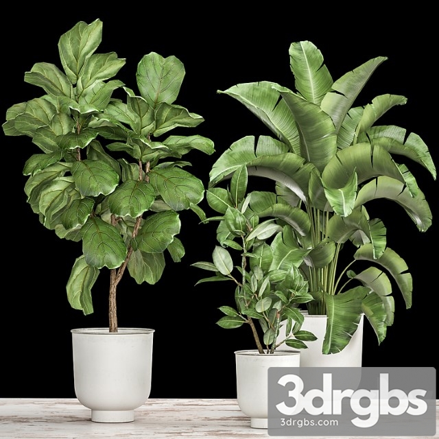 Collection of plants in white pots with ficus lyrata and strelitzia trees, banana. set 1018. - thumbnail 1