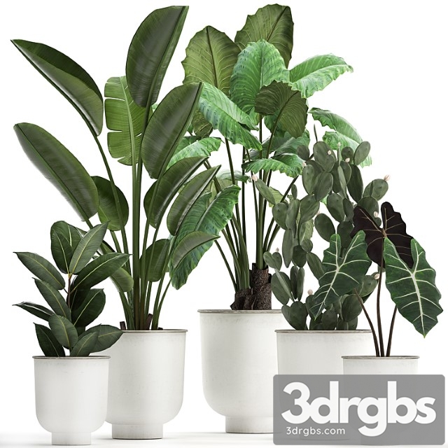 Collection of plants in white pots with strelitzia, banana, cactus, alokasia. set 886. - thumbnail 1