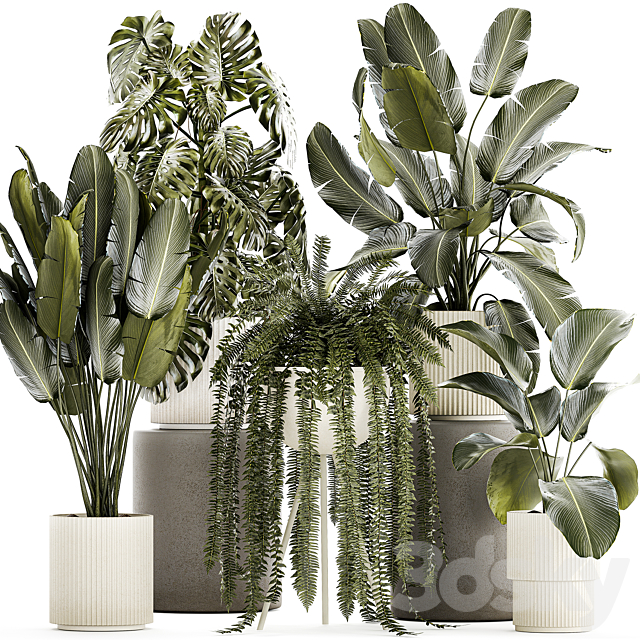 Collection of plants in white pots with Strelitzia monstera fern bush Calathea lutea. Set of plants 1336 3ds Max - thumbnail 1