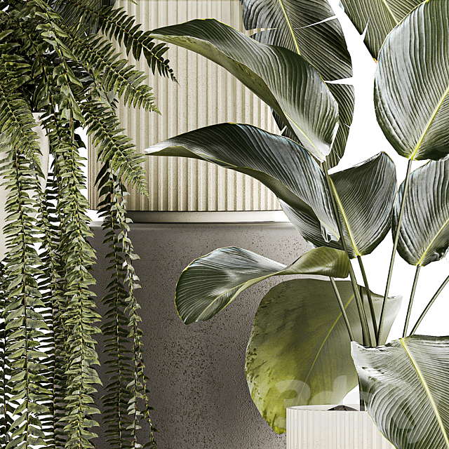 Collection of plants in white pots with Strelitzia monstera fern bush Calathea lutea. Set of plants 1336 3ds Max - thumbnail 2