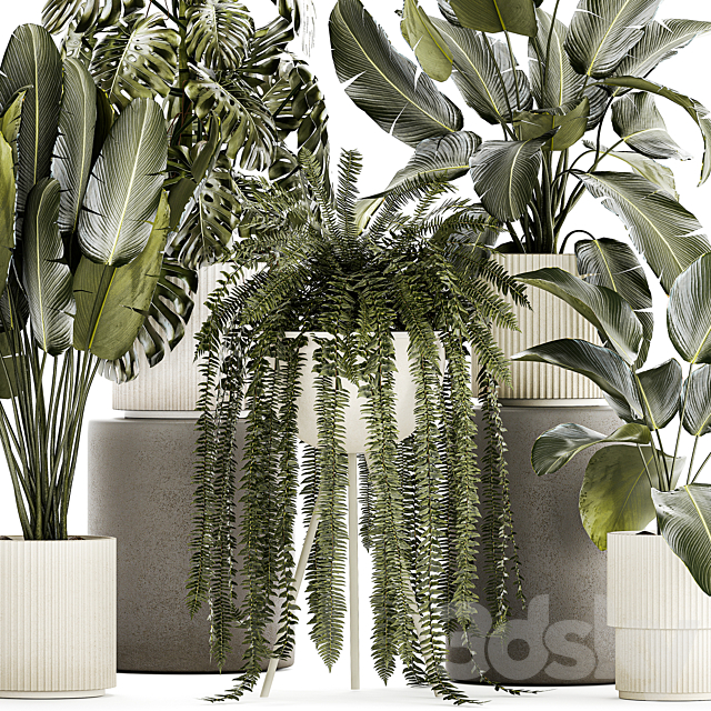 Collection of plants in white pots with Strelitzia monstera fern bush Calathea lutea. Set of plants 1336 3ds Max - thumbnail 3