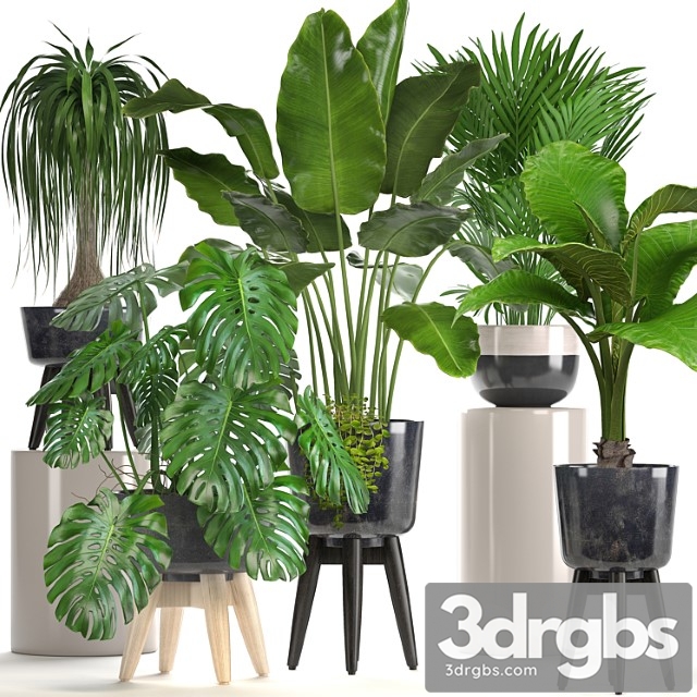 Collection of plants. indoor plants, banana, monstera, palm, alocasia, dracaena, strelitzia - thumbnail 1