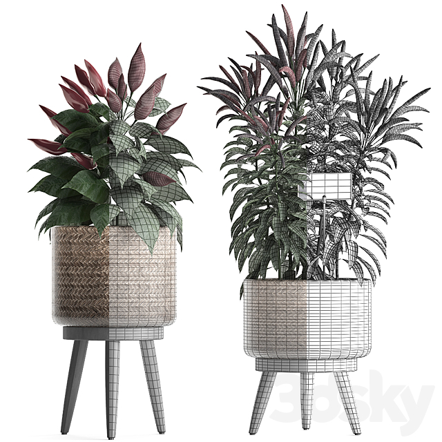 Collection of plants mini home kitchen garden vegetable garden in rattan pots with herbs pepper chili vegetables. Set 424. 3DS Max Model - thumbnail 4