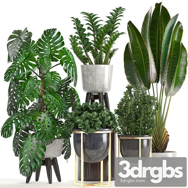 Collection of plants. monstera, ravenala, strelitzia, banana, bush, zamioculcas, luxury, flowerpot, strelitzia, street, decorative - thumbnail 1