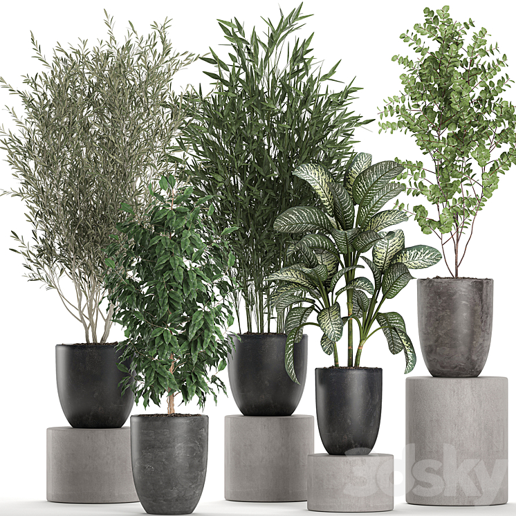 Collection of plants of indoor small trees in black pots with Olive bamboo Dieffenbachia ficus. Set 650. 3DS Max - thumbnail 1