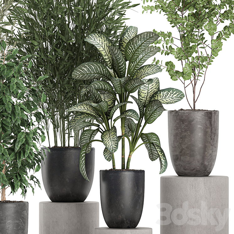 Collection of plants of indoor small trees in black pots with Olive bamboo Dieffenbachia ficus. Set 650. 3DS Max - thumbnail 2