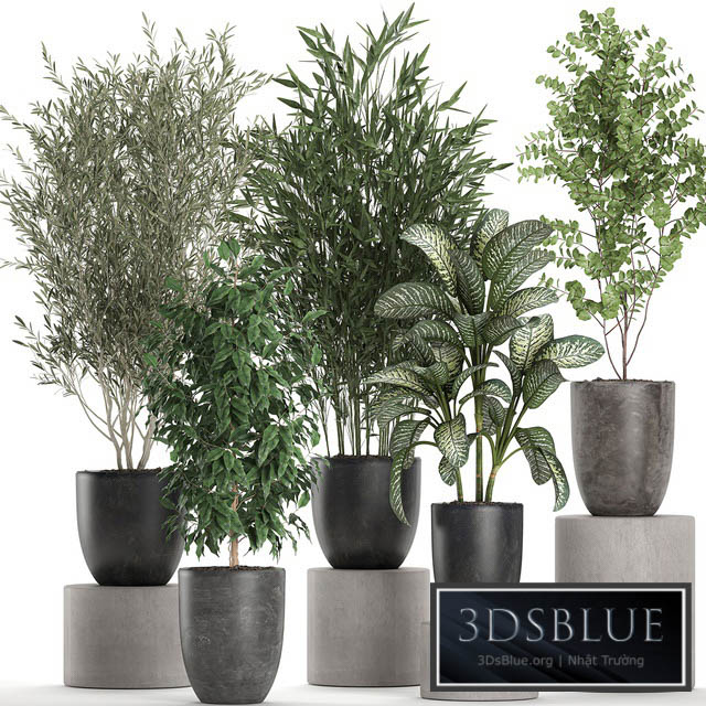 Collection of plants of indoor small trees in black pots with Olive bamboo Dieffenbachia ficus. Set 650. 3DS Max - thumbnail 3