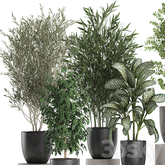 Collection of plants of indoor small trees in black pots with Olive. bamboo. Dieffenbachia. ficus. Set 650. 3DSMax File - thumbnail 3