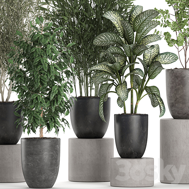 Collection of plants of indoor small trees in black pots with Olive. bamboo. Dieffenbachia. ficus. Set 650. 3DSMax File - thumbnail 4