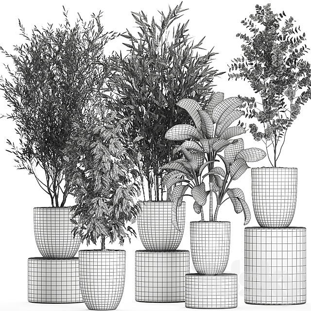 Collection of plants of indoor small trees in black pots with Olive. bamboo. Dieffenbachia. ficus. Set 650. 3DSMax File - thumbnail 5