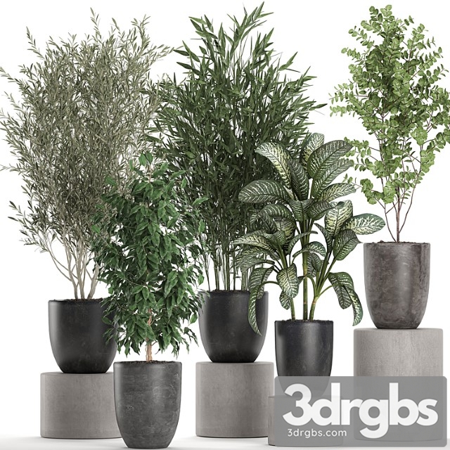 Collection of plants of indoor small trees in black pots with olive, bamboo, dieffenbachia, ficus. set 650. - thumbnail 1