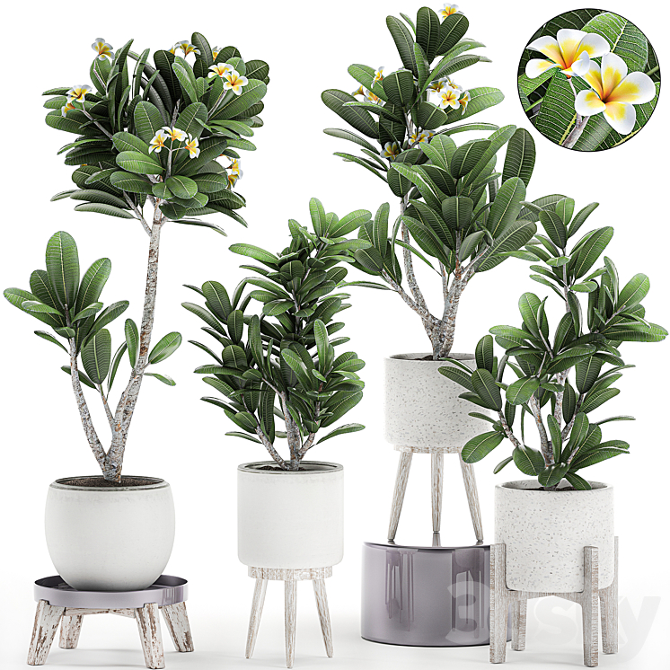 Collection of plants of small exotic flowering trees in white pots on legs with Plumeria frangipani. Set 559. 3DS Max - thumbnail 1