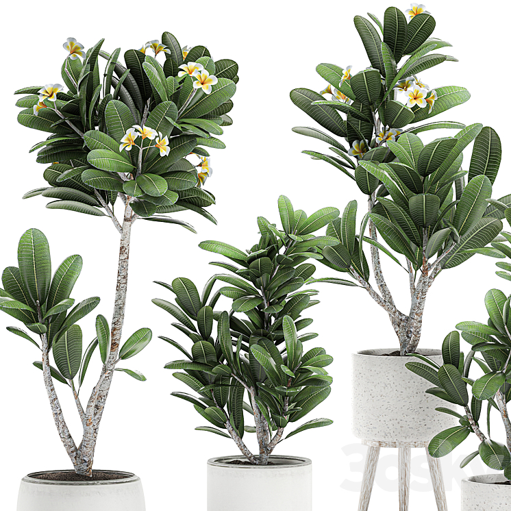 Collection of plants of small exotic flowering trees in white pots on legs with Plumeria frangipani. Set 559. 3DS Max - thumbnail 2